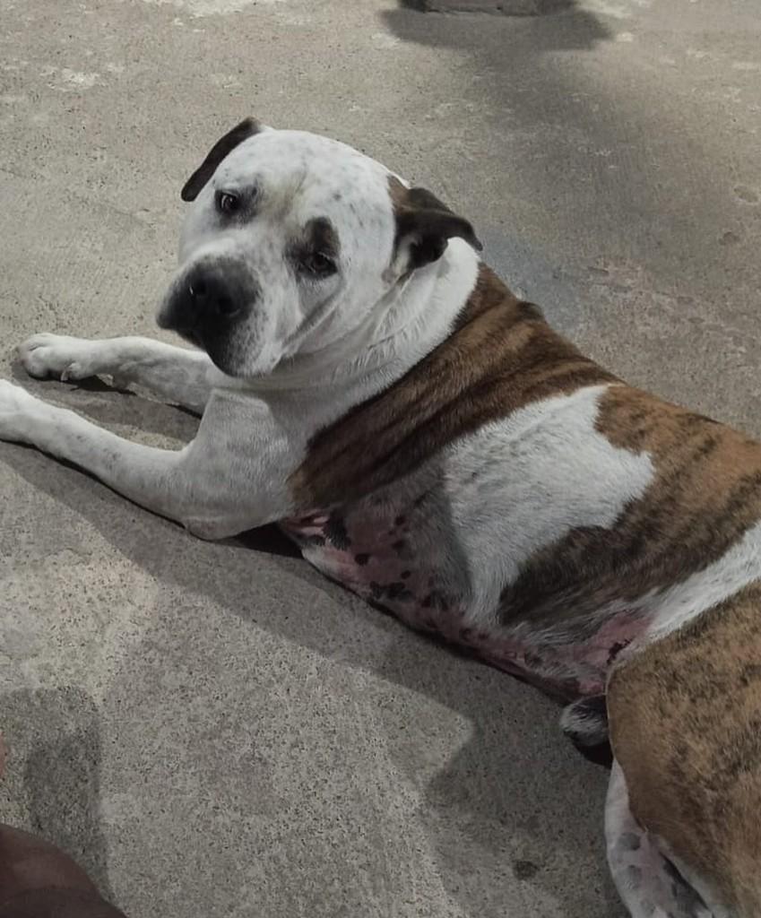 Diogo, cachorro de porte grande para adoção em Juiz de Fora - MG — foto 3 de 4