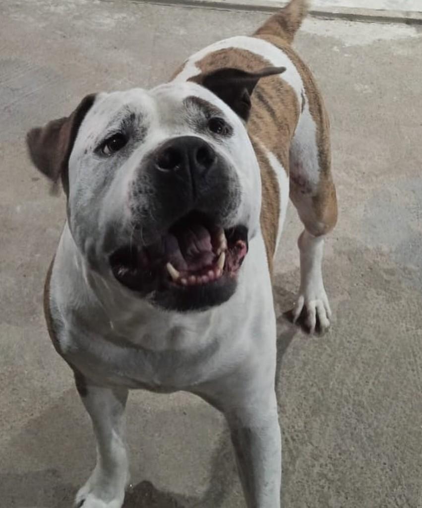 Diogo, cachorro de porte grande para adoção em Juiz de Fora - MG — foto 4 de 4