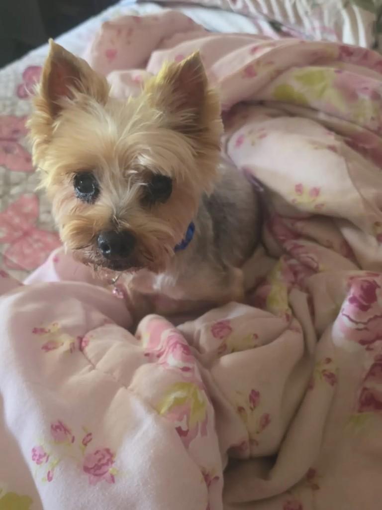 Lordy, cachorro de porte pequeno para adoção em Juiz de Fora - MG