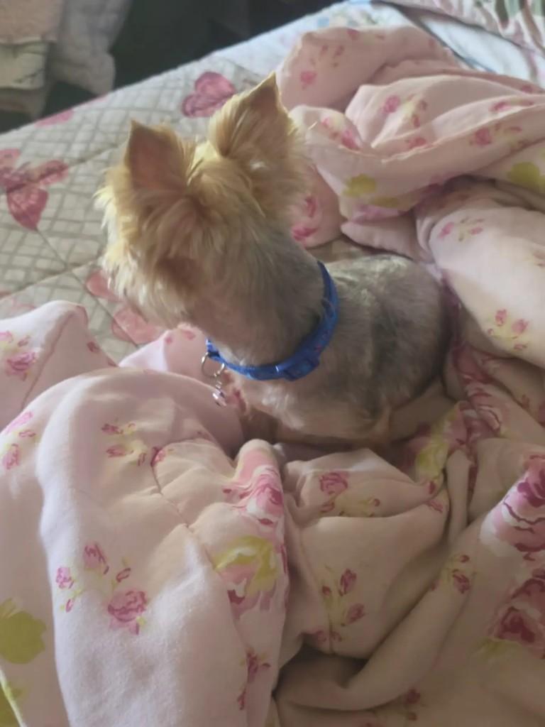 Lordy, cachorro de porte pequeno para adoção em Juiz de Fora - MG — foto 2 de 4