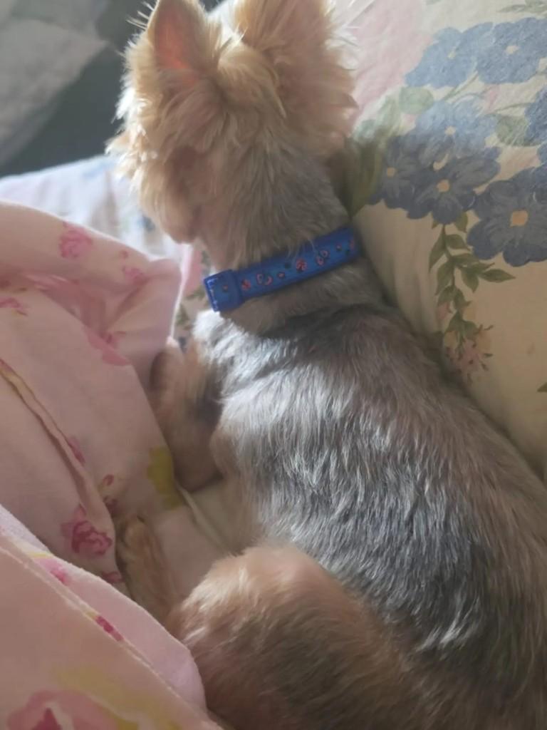 Lordy, cachorro de porte pequeno para adoção em Juiz de Fora - MG — foto 3 de 4