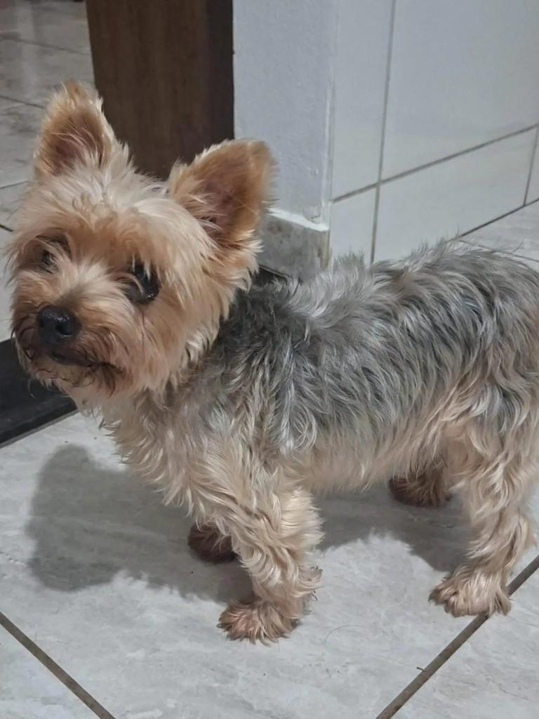 Lordy, cachorro de porte pequeno para adoção em Juiz de Fora - MG — foto 4 de 4
