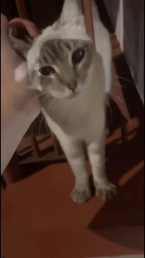 Gatinho(a), gata de porte pequeno para adoção em Juiz de Fora - MG