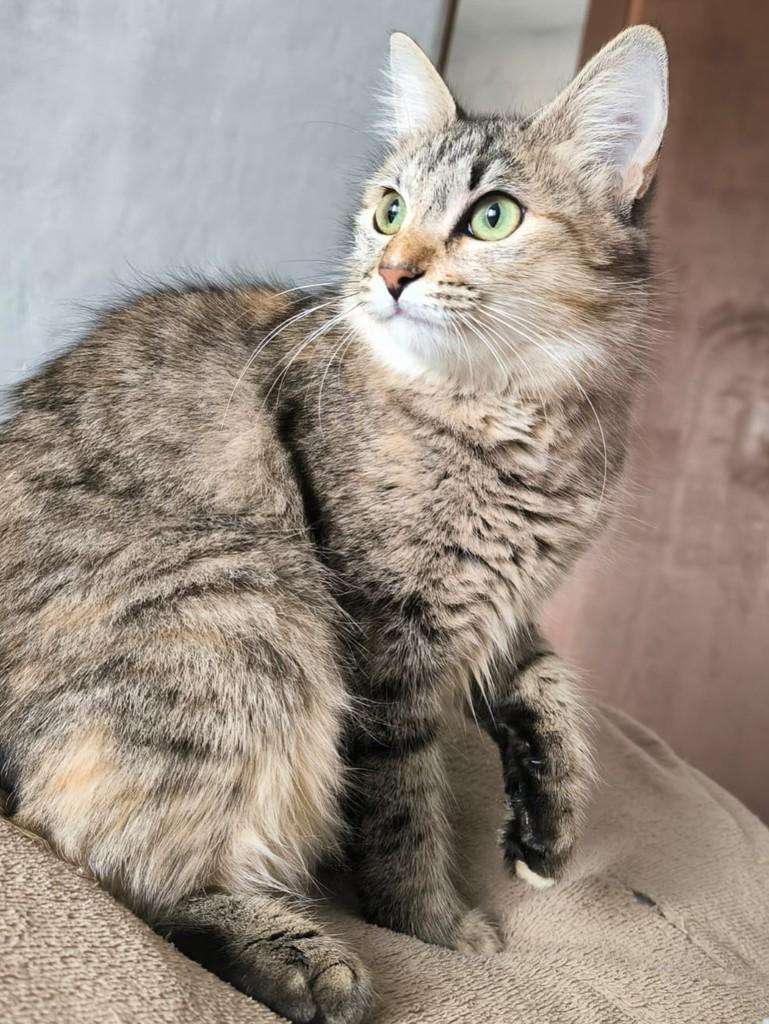 Tuquinha, gata de porte pequeno para adoção em Juiz de Fora - MG