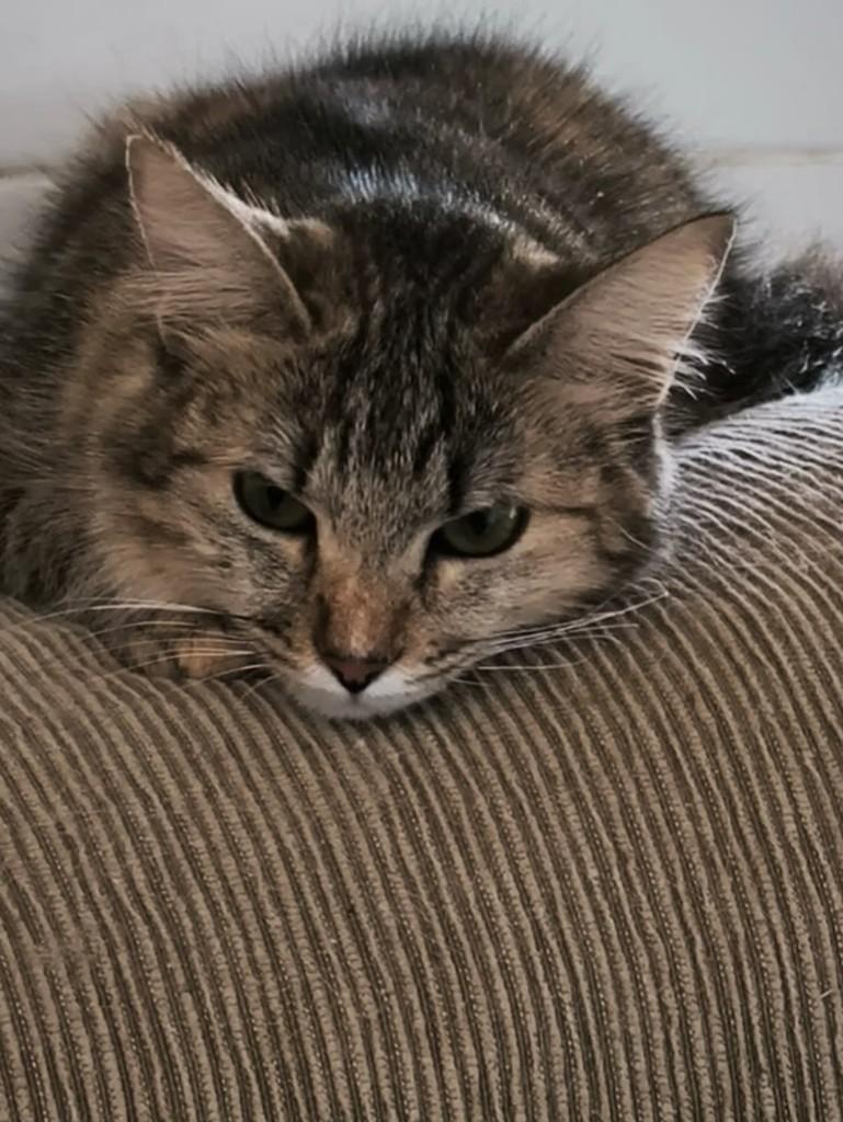 Tuquinha, gata de porte pequeno para adoção em Juiz de Fora - MG — foto 2 de 4