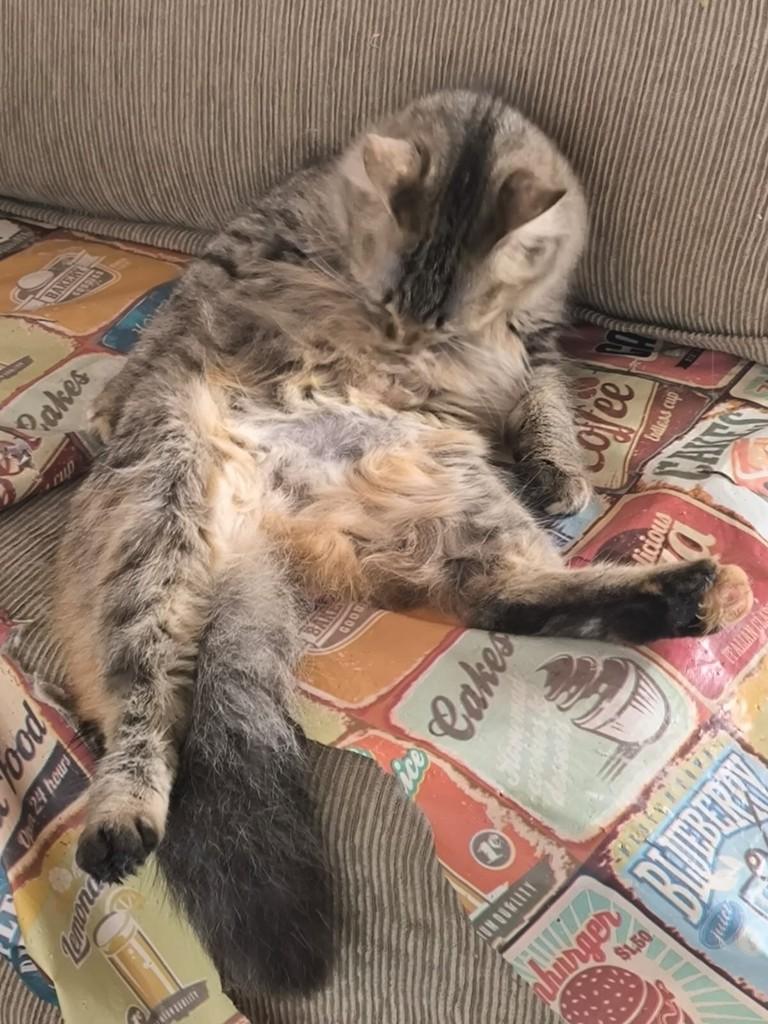 Tuquinha, gata de porte pequeno para adoção em Juiz de Fora - MG — foto 3 de 4