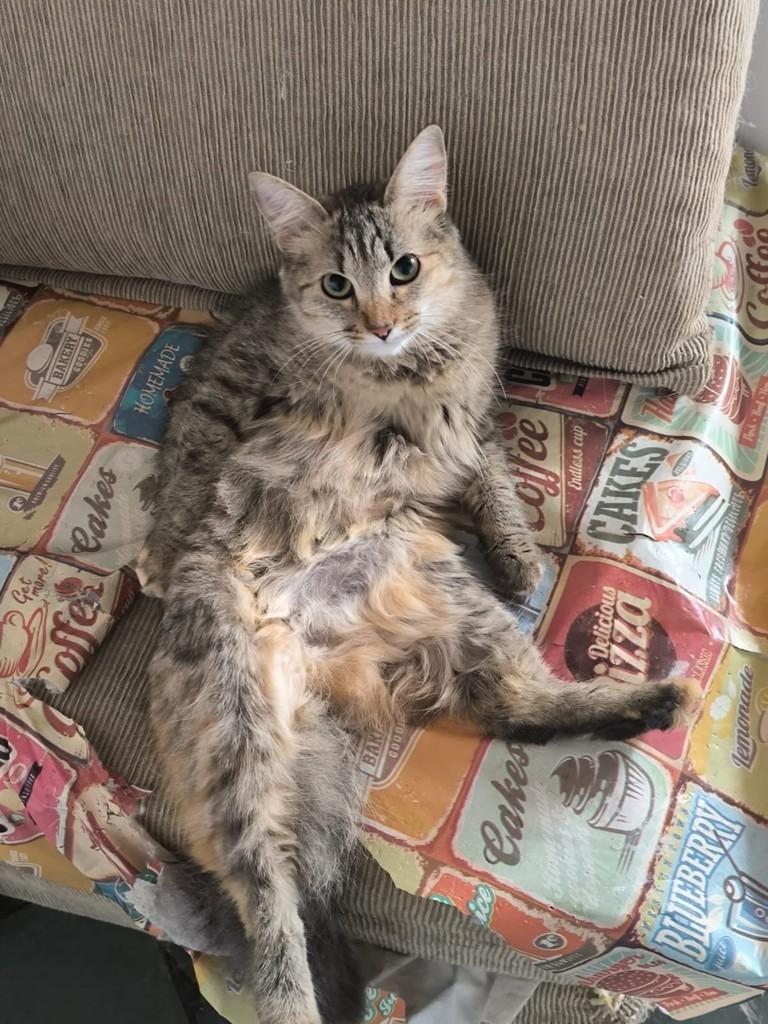 Tuquinha, gata de porte pequeno para adoção em Juiz de Fora - MG — foto 4 de 4
