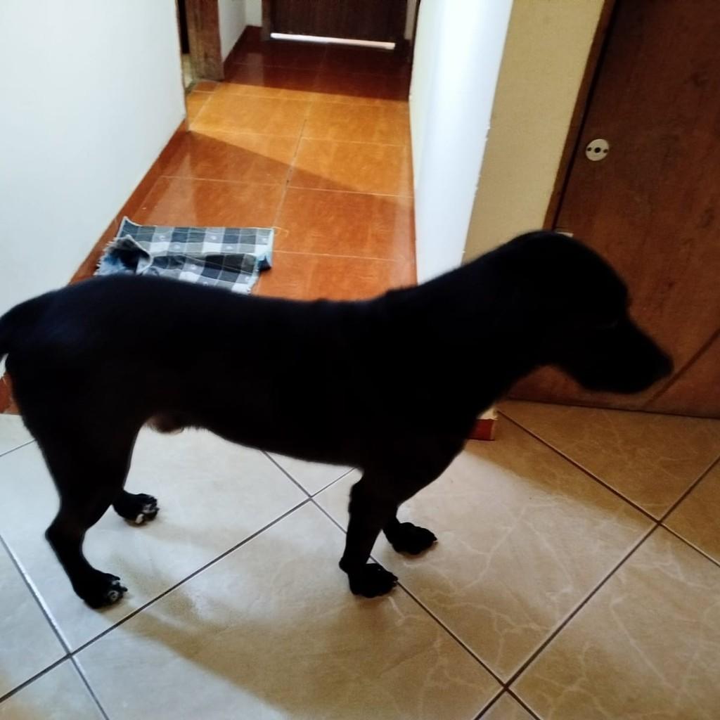 Bruce, cachorro de porte médio para adoção em Juiz de Fora - MG