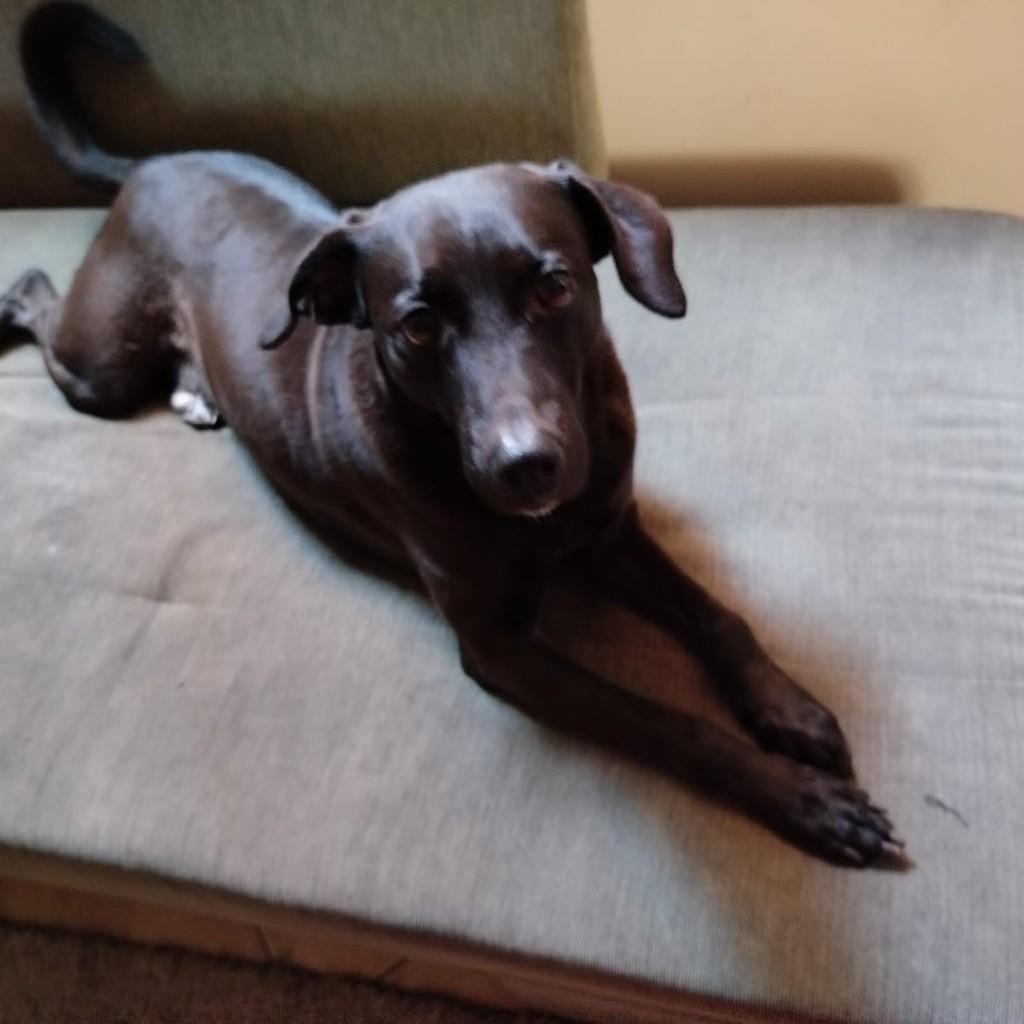 Bruce, cachorro de porte médio para adoção em Juiz de Fora - MG — foto 2 de 2