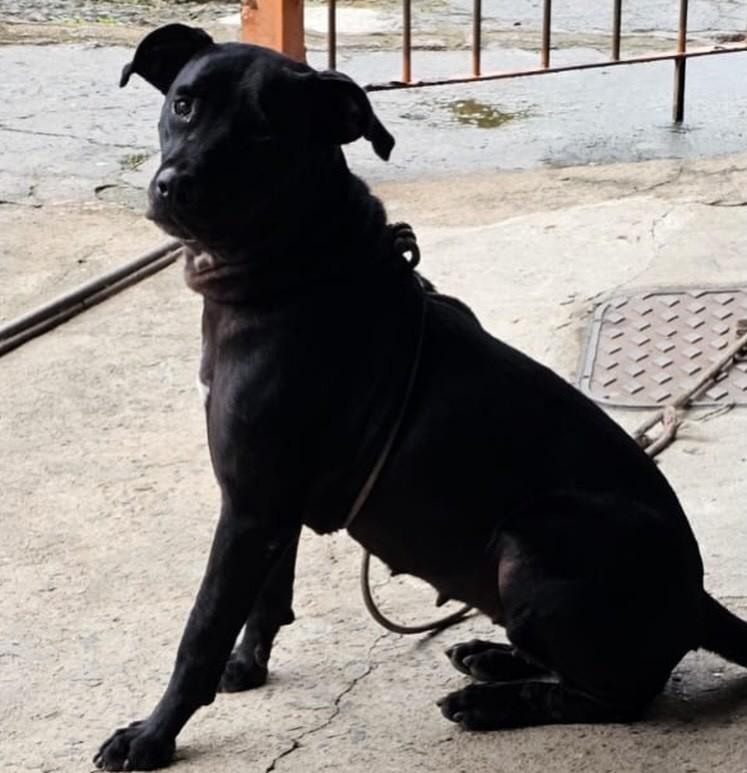 Pretinha, cadela de porte médio para adoção em Juiz de Fora - MG