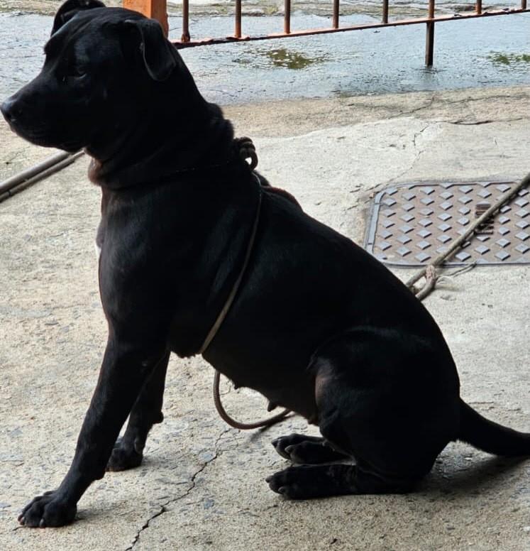 Pretinha, cadela de porte médio para adoção em Juiz de Fora - MG — foto 2 de 4