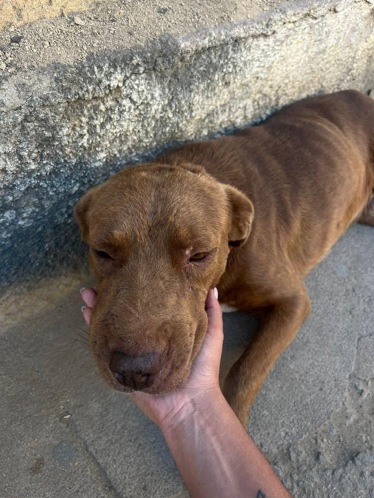 Vinagre, cachorro de porte médio para adoção em Juiz de Fora - MG