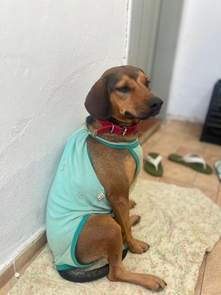 Pirulito, cachorro de porte médio para adoção em Juiz de Fora - MG