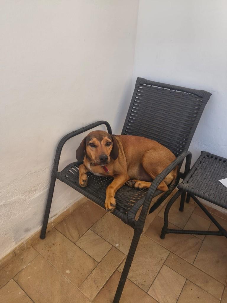 Pirulito, cachorro de porte médio para adoção em Juiz de Fora - MG — foto 2 de 5