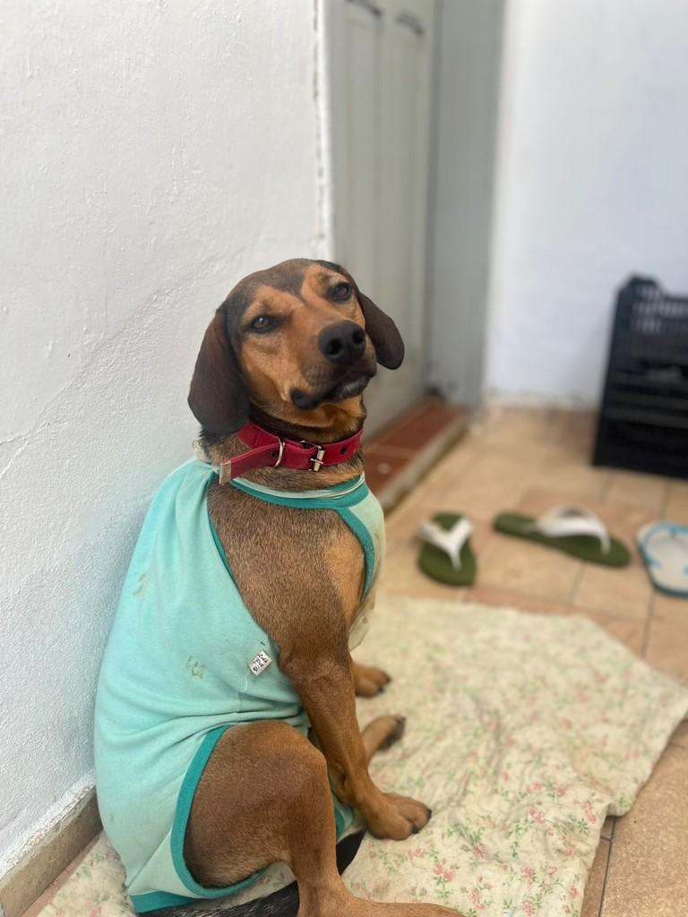 Pirulito, cachorro de porte médio para adoção em Juiz de Fora - MG — foto 3 de 5