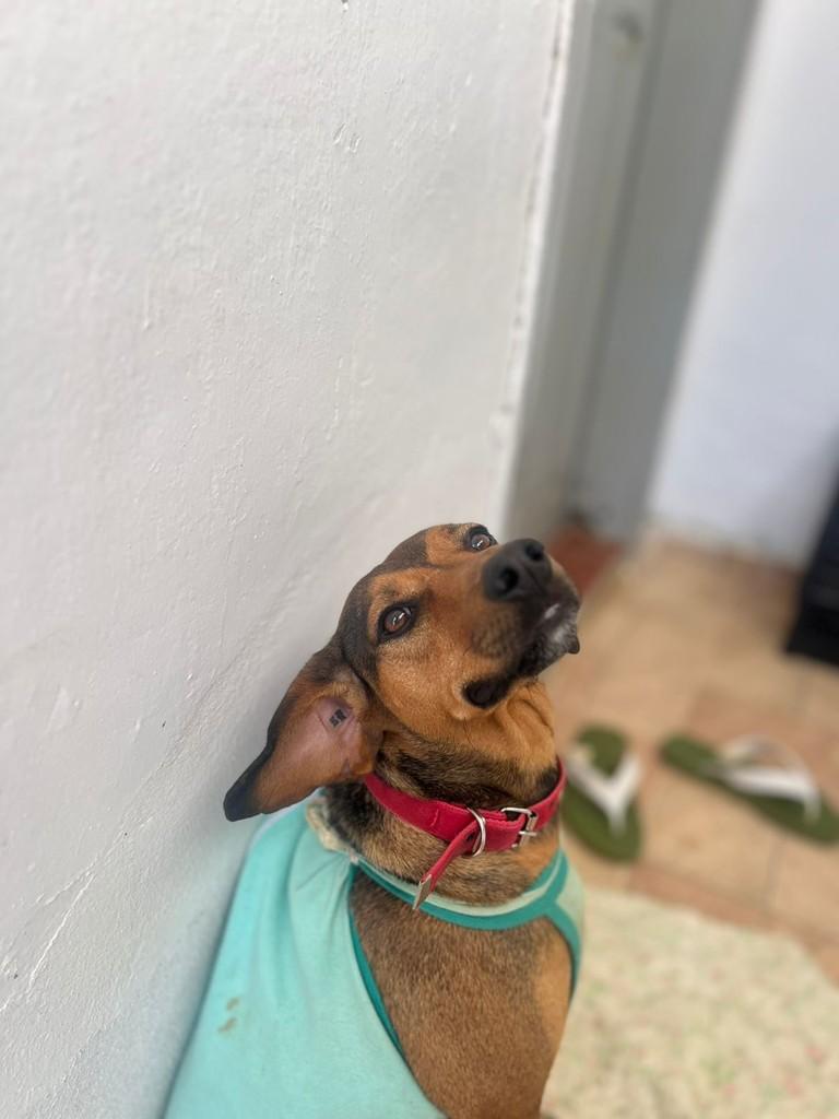 Pirulito, cachorro de porte médio para adoção em Juiz de Fora - MG — foto 4 de 5