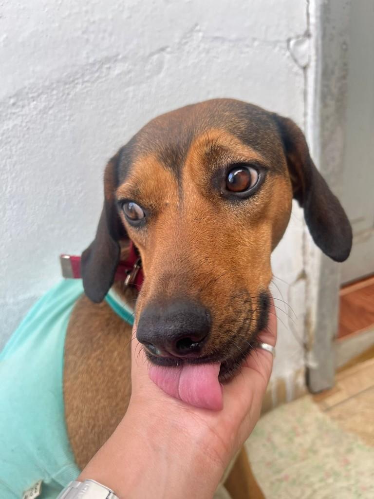 Pirulito, cachorro de porte médio para adoção em Juiz de Fora - MG — foto 5 de 5