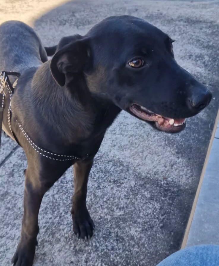 Tyson, cachorro de porte pequeno para adoção em Juiz de Fora - MG
