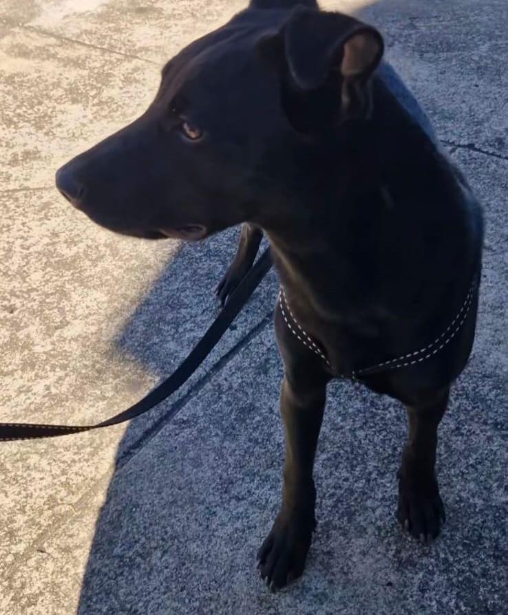 Tyson, cachorro de porte pequeno para adoção em Juiz de Fora - MG — foto 2 de 2