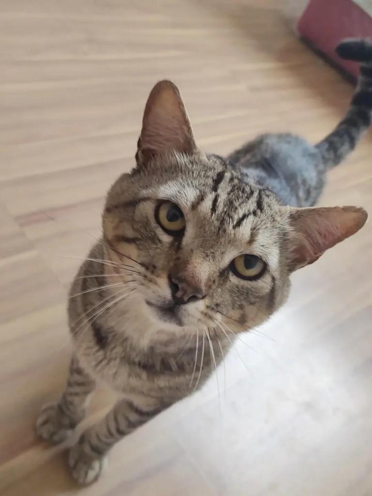 Gatão, gato de porte pequeno para adoção em Juiz de Fora - MG
