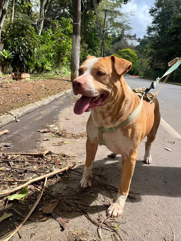 Imperador, cachorro de porte médio para adoção em Juiz de Fora - MG