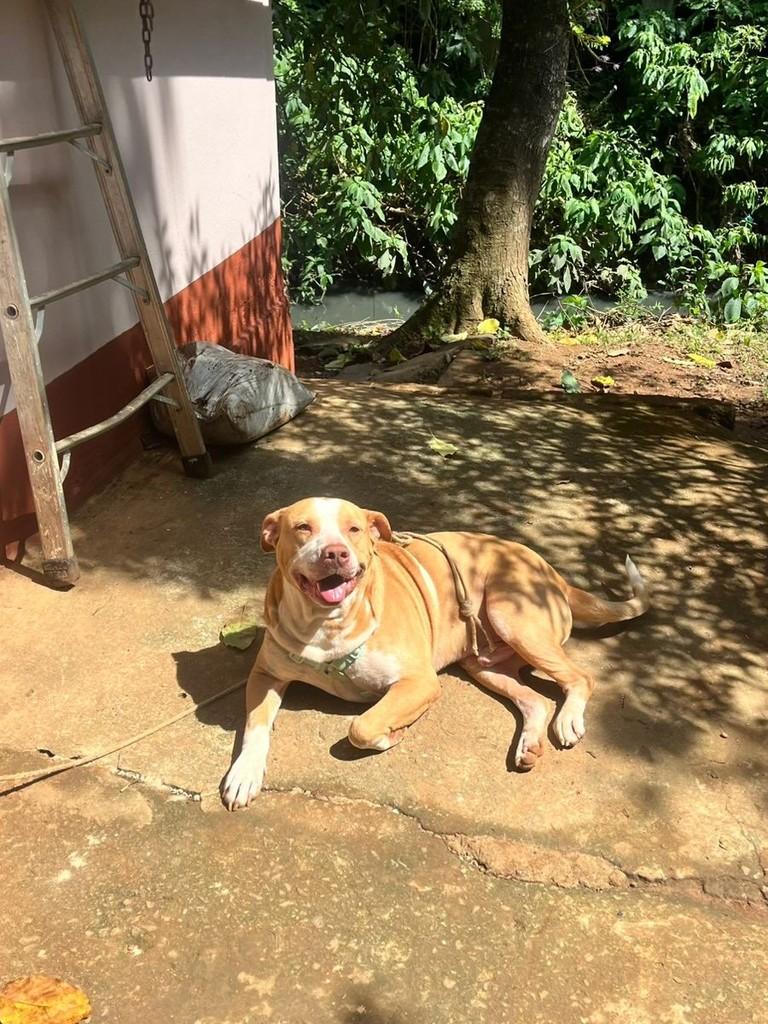 Imperador, cachorro de porte médio para adoção em Juiz de Fora - MG — foto 2 de 2