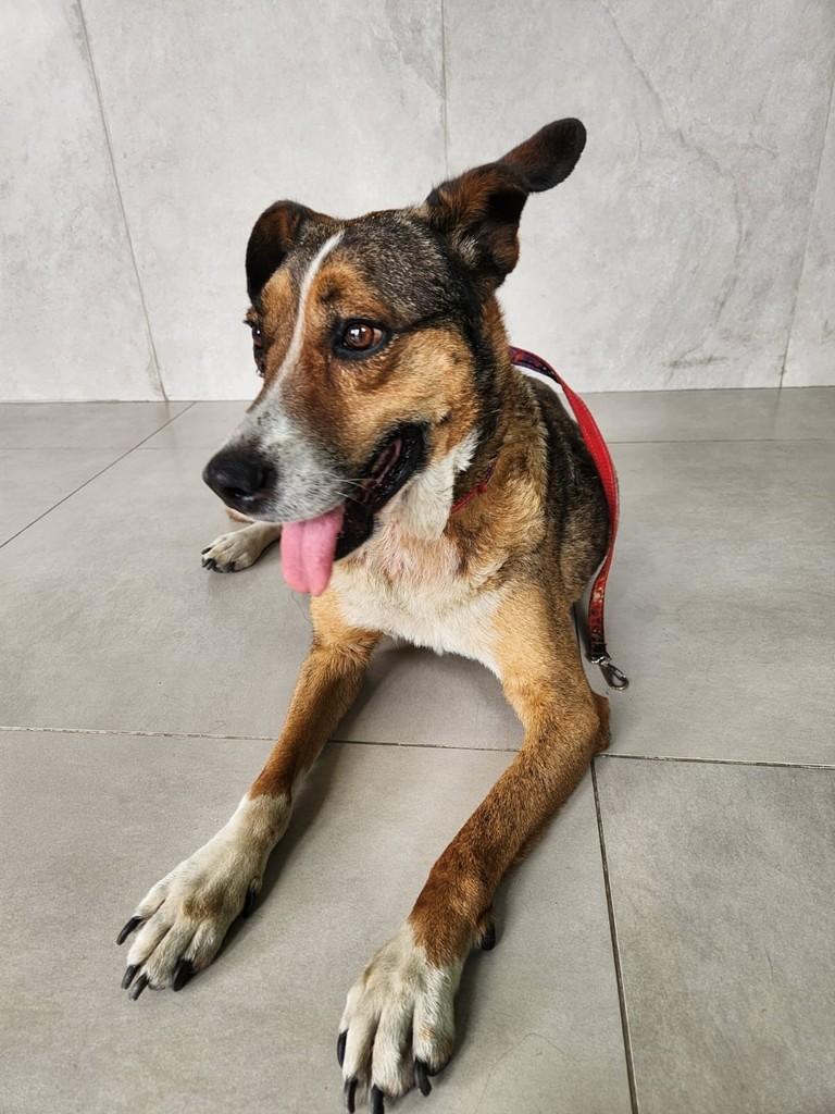 Senhorinha, cadela de porte pequeno para adoção em Juiz de Fora - MG — foto 3 de 5