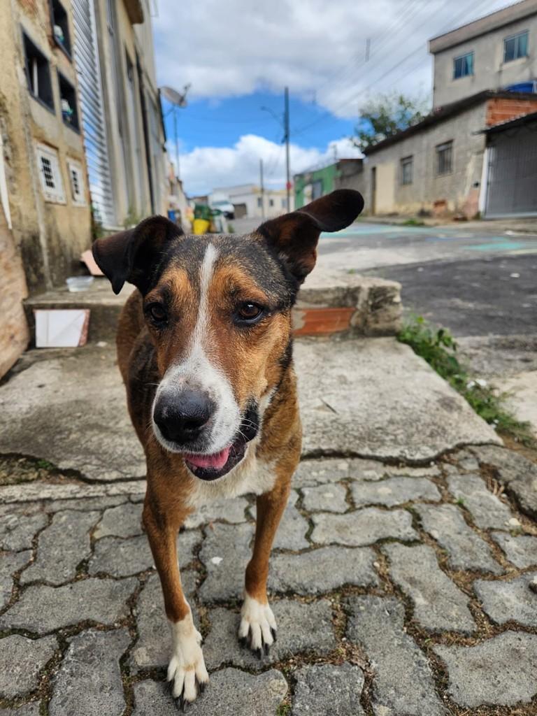 Senhorinha, cadela de porte pequeno para adoção em Juiz de Fora - MG — foto 5 de 5