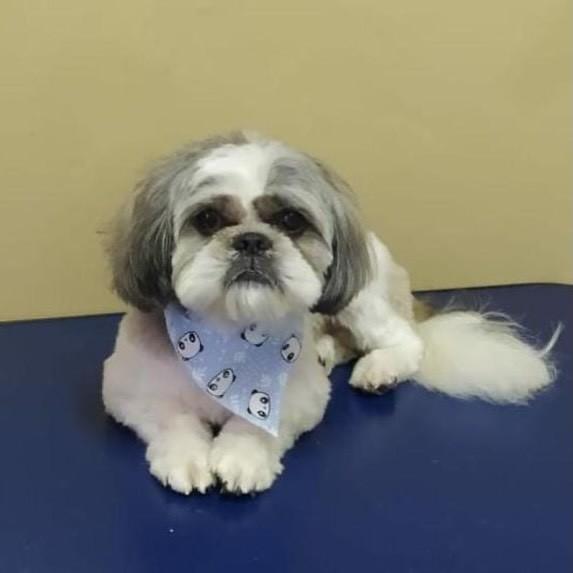 Paçoca, cachorro de porte pequeno para adoção em Juiz de Fora - MG