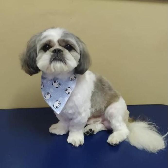 Paçoca, cachorro de porte pequeno para adoção em Juiz de Fora - MG — foto 2 de 2