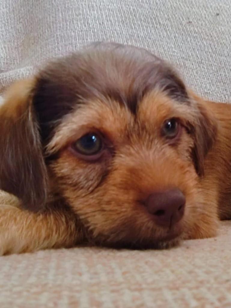 Amendoim, cachorro de porte médio para adoção em Juiz de Fora - MG