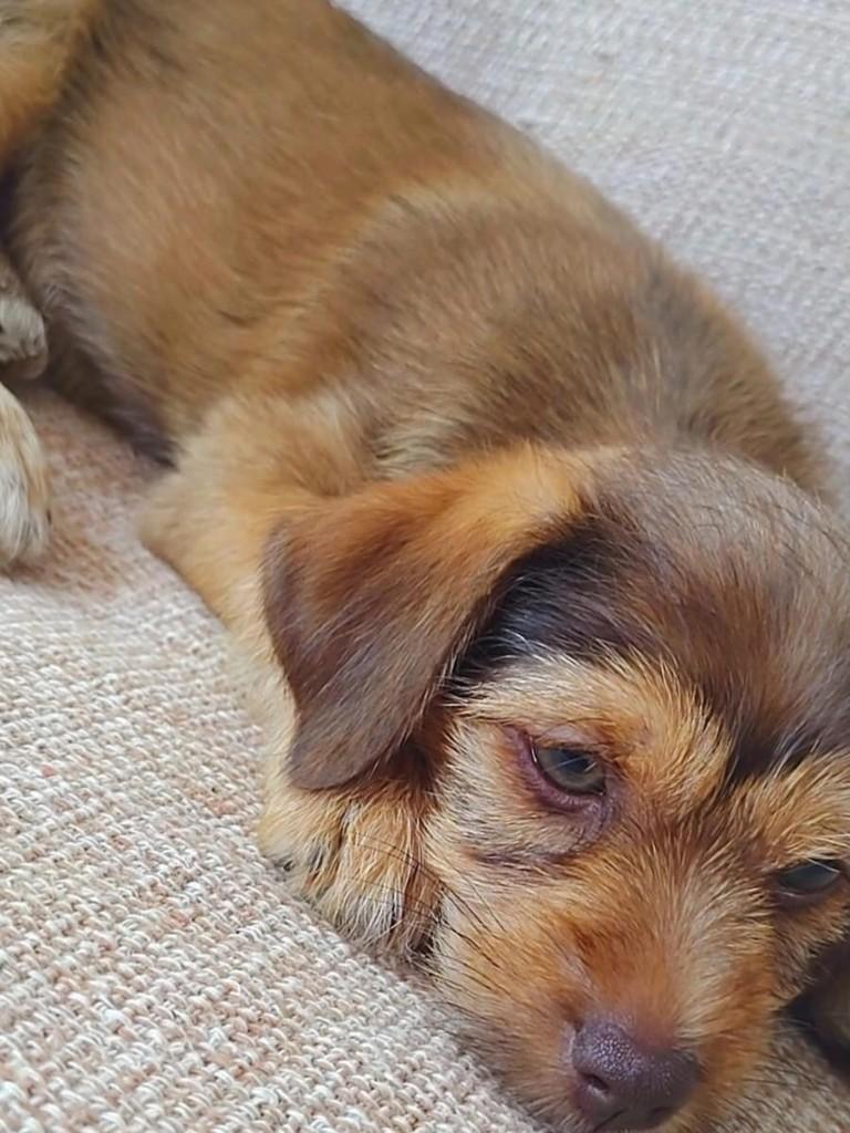Amendoim, cachorro de porte médio para adoção em Juiz de Fora - MG — foto 2 de 3