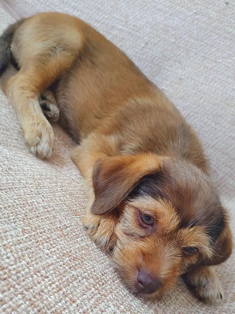 Amendoim, cachorro de porte médio para adoção em Juiz de Fora - MG — foto 3 de 3