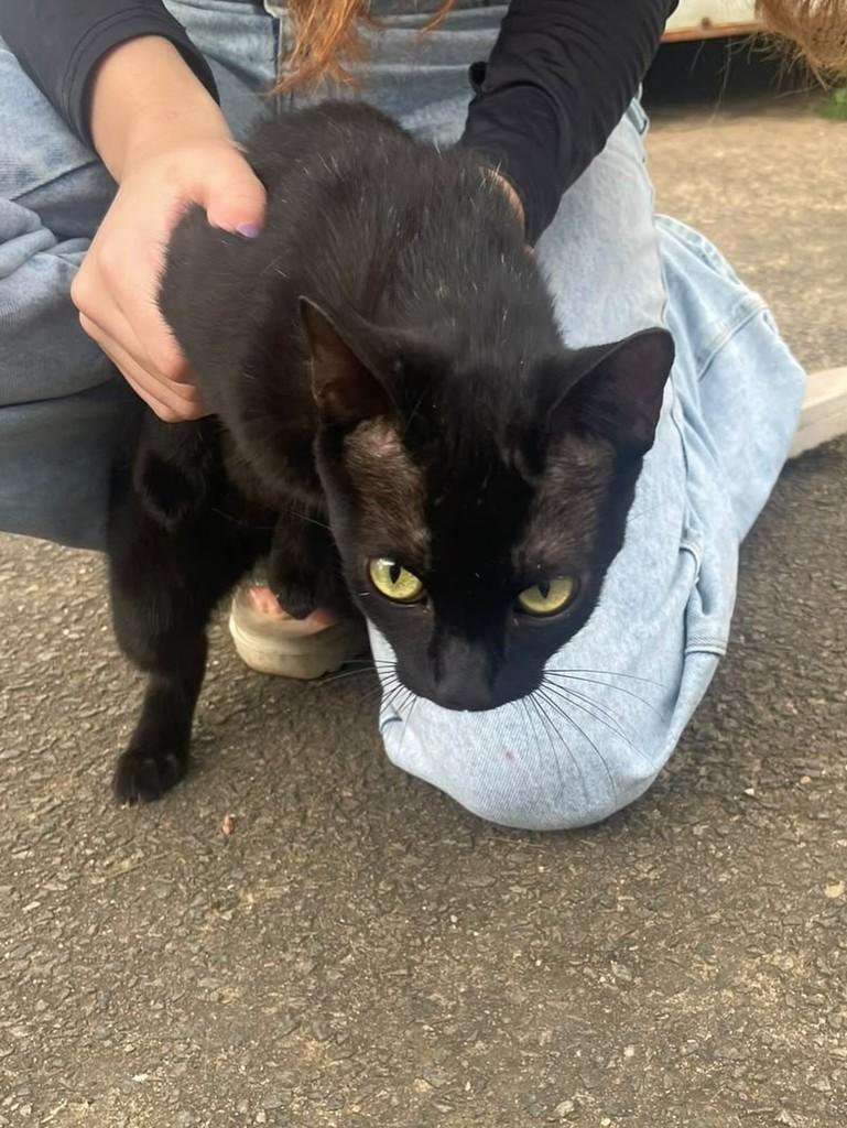 Melissa, gata de porte pequeno para adoção em Juiz de Fora - MG — foto 2 de 3