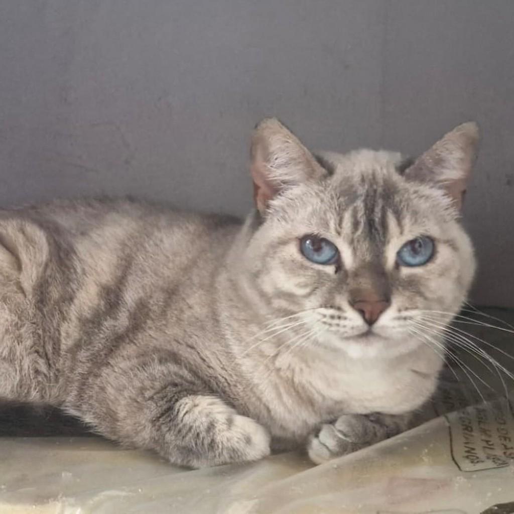 Fumaça, gata de porte médio para adoção em Juiz de Fora - MG