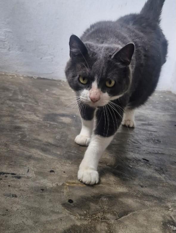 Benedito, gato de porte médio para adoção em Juiz de Fora - MG
