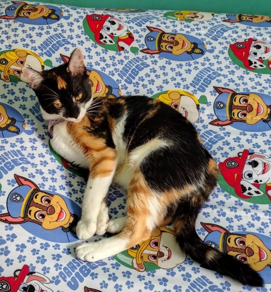 Dory, gata de porte pequeno para adoção em Juiz de Fora - MG
