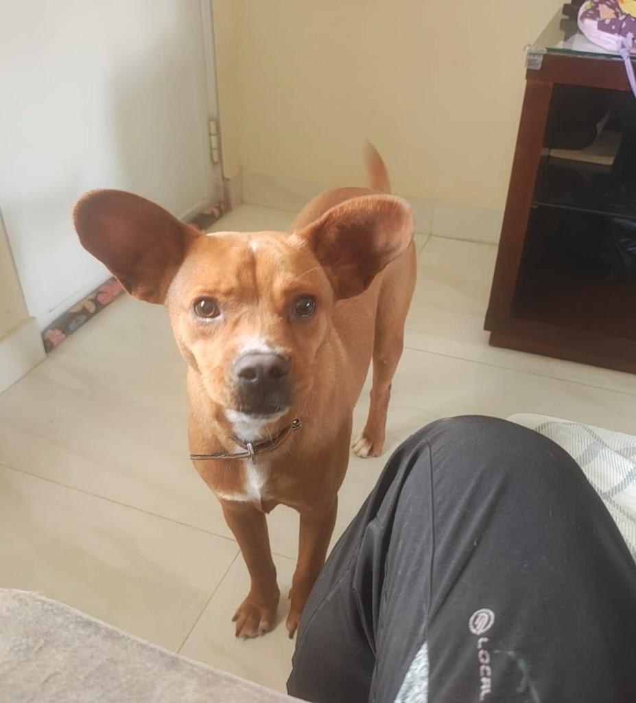 Dumbo, cachorro de porte pequeno para adoção em Juiz de Fora - MG