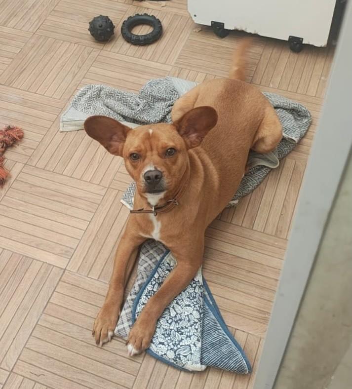 Dumbo, cachorro de porte pequeno para adoção em Juiz de Fora - MG — foto 2 de 8