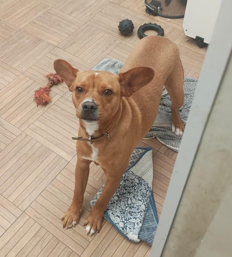 Dumbo, cachorro de porte pequeno para adoção em Juiz de Fora - MG — foto 3 de 8
