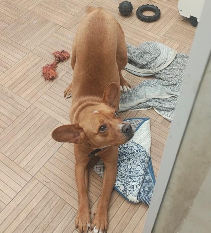 Dumbo, cachorro de porte pequeno para adoção em Juiz de Fora - MG — foto 4 de 8