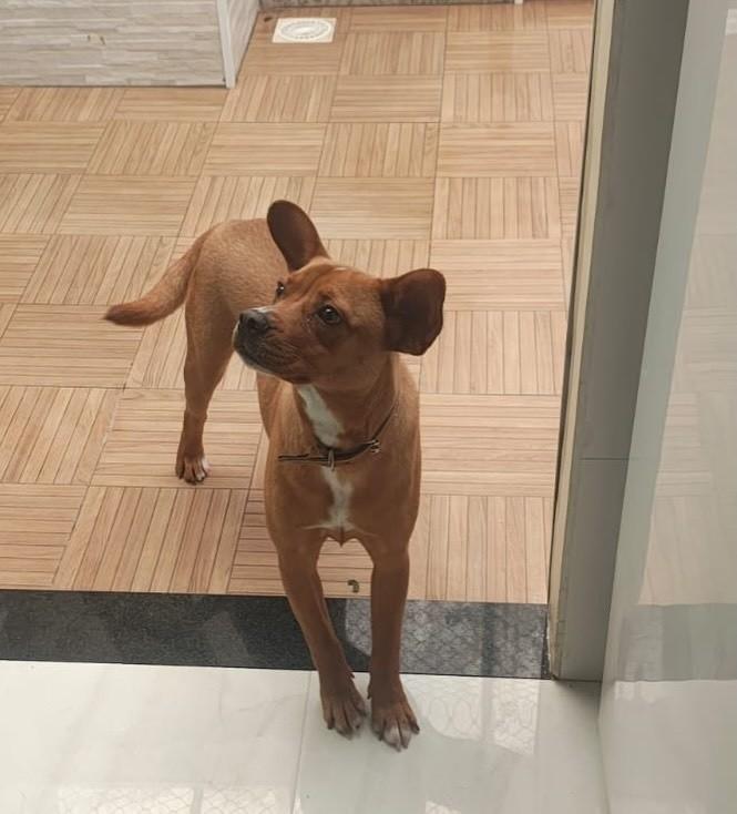 Dumbo, cachorro de porte pequeno para adoção em Juiz de Fora - MG — foto 5 de 8