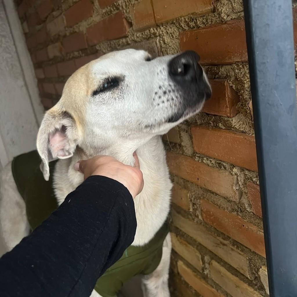 Branca, cadela para adoção em Juiz de Fora - MG — foto 2 de 8