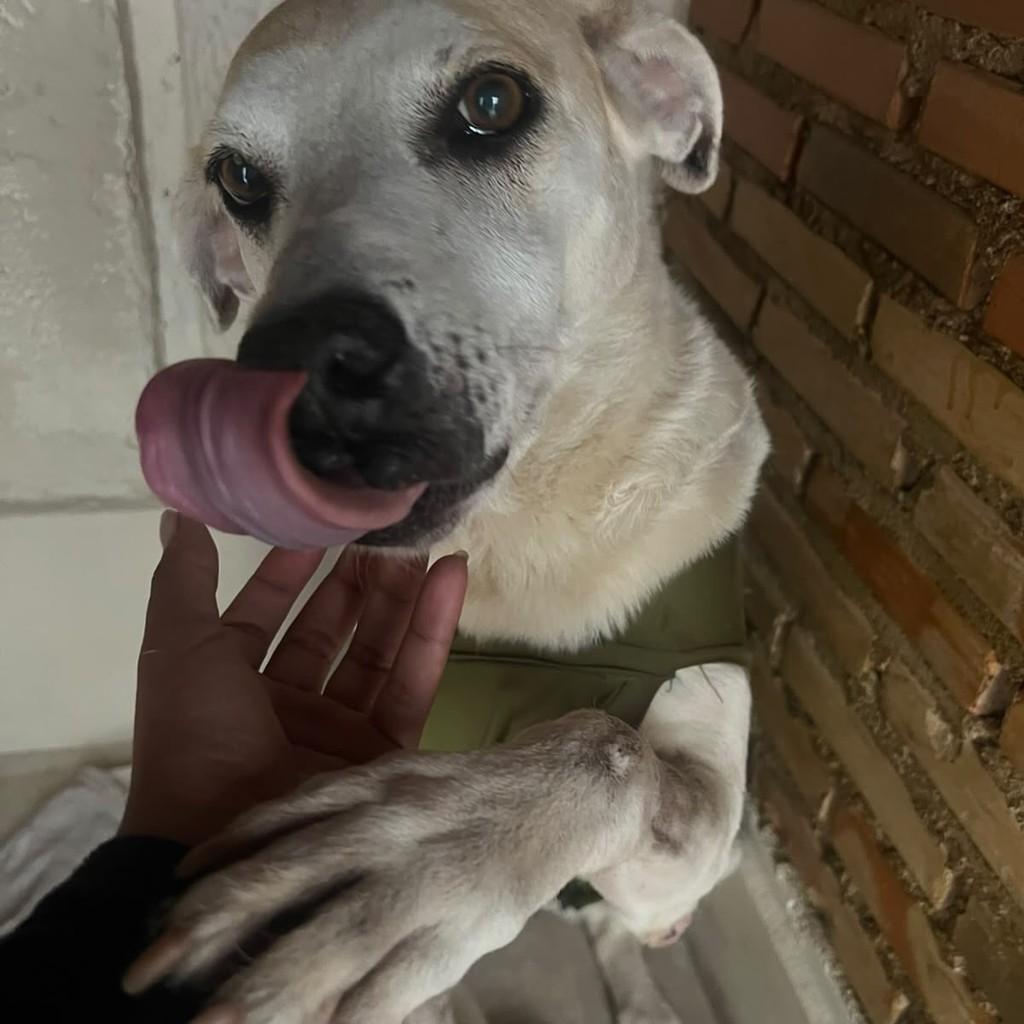 Branca, cadela para adoção em Juiz de Fora - MG — foto 3 de 8