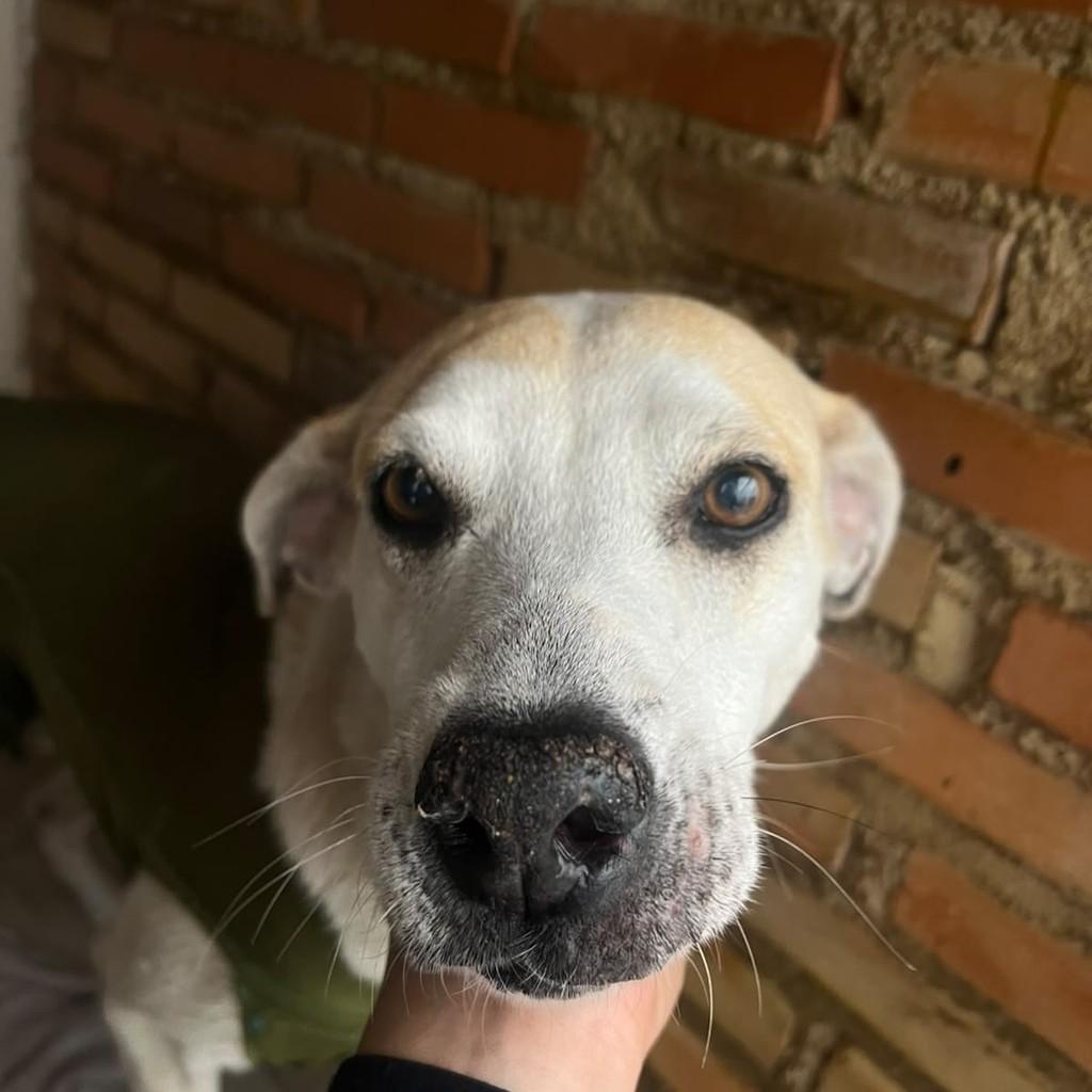 Branca, cadela para adoção em Juiz de Fora - MG — foto 5 de 8