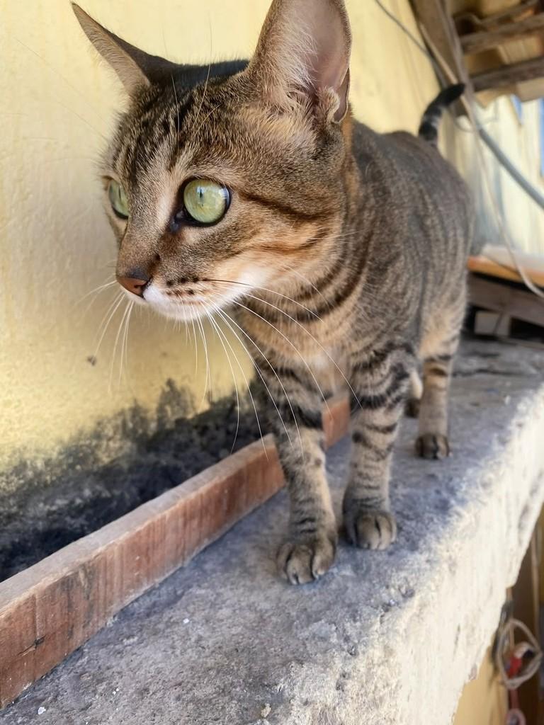 Brigadeiro, gata de porte pequeno para adoção em Juiz de Fora - MG