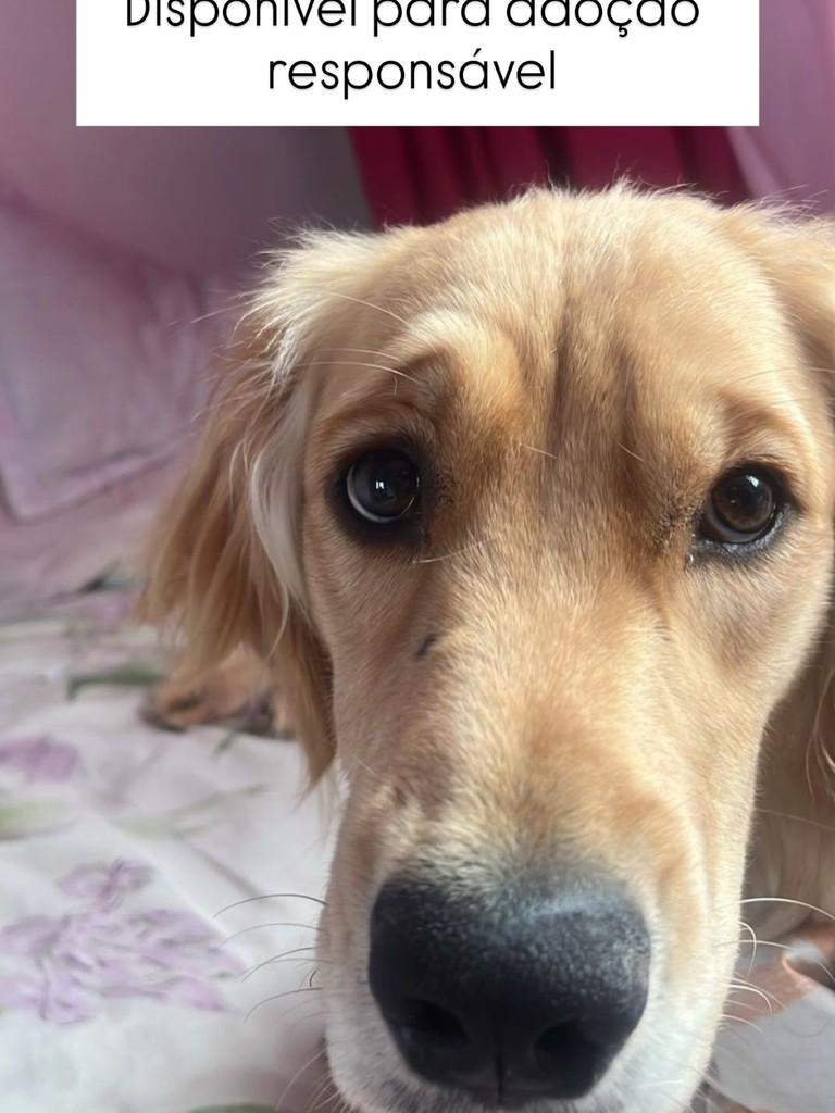 Mel, cadela de porte pequeno para adoção em Juiz de Fora - MG