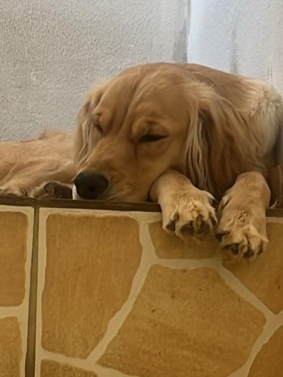 Mel, cadela de porte pequeno para adoção em Juiz de Fora - MG — foto 3 de 5