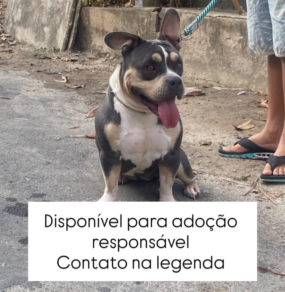 Luna, cadela de porte médio para adoção em Juiz de Fora - MG