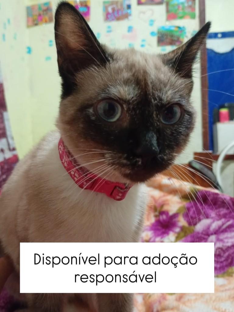 Mavi, gata de porte pequeno para adoção em Juiz de Fora - MG